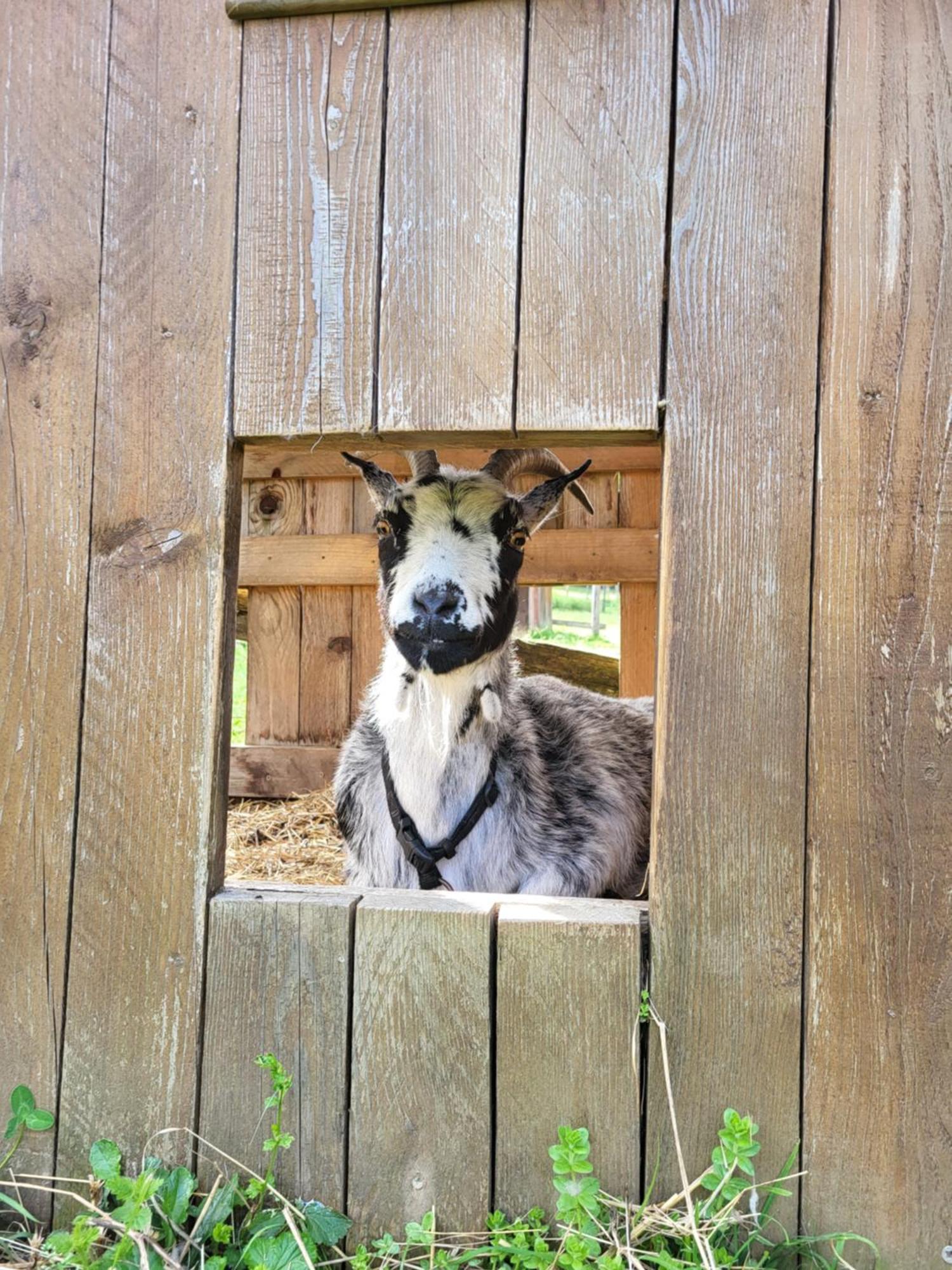 Le Paradis Des Animaux Coublevie Exterior photo
